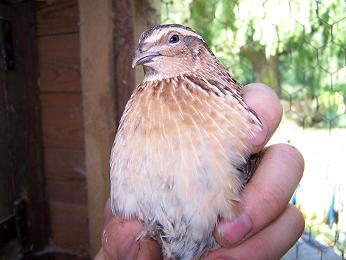 coturnix quail male